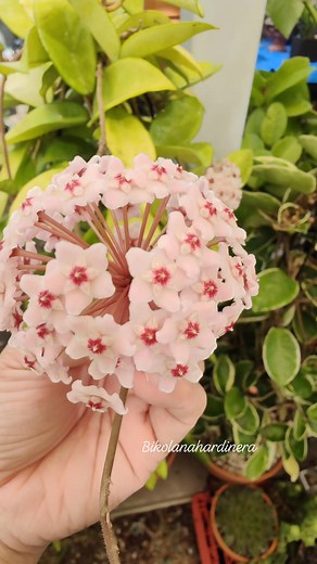 🍥🪷🪷 Hoya Carnosa flowers 🪷🪷🍥 #bikolanahardinera #hoya | Bikolanahardinera