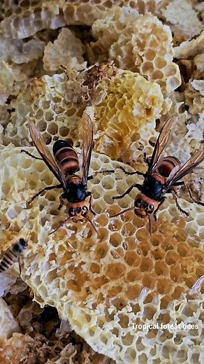 When Giant Predators Arrive: Asian Hornet Steals Honey 🐝 #bees