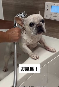 眠気と食欲と闘ってる姿が可愛い🤣 #フレブル #フレブルチブルドッグ #犬 #犬のいる生活 #ペット