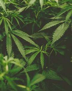 Enhance relaxation and alleviate, pain, tension, and inflammation with 15% off CBD massage services. Cannot be combined with other savings or offers. Available thru April 30th. | Spa on The Avenue