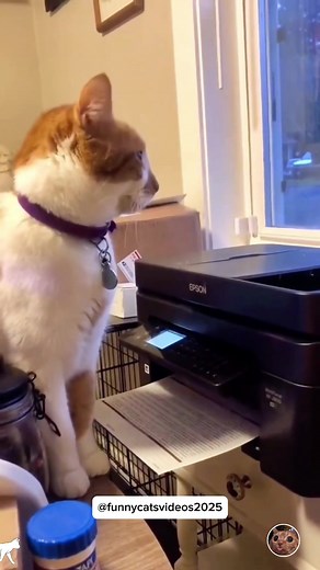 Scared Cat Reactions: Funny Moments with Kittens