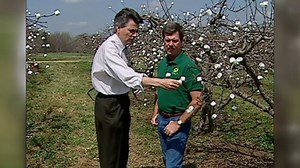 People still think marshmallows grow on trees