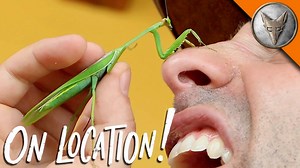 I found this Praying Mantis right outside my front door! #bravewilderness | Coyote Peterson