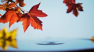 clip-1058832331-close-up-branch-maple-tree-leaves-hanging
