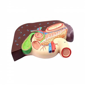 [Hot Item] Human Liver Pancreas and Duodenum Anatomical Model