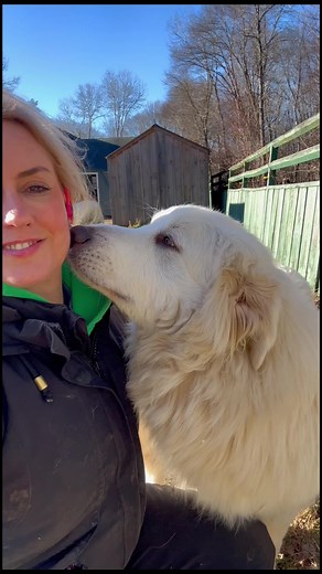 2.5K views · 122 reactions | Sanctury life is hard. We don’t have breaks, we don’t get to sit and rest. My resting is going to bed at night. We don’t have the time to grieve losses. Normal everyday things are a luxury for us. I sat on the couch last night for the first time in weeks. Would I change my choice - never. I do it for all of them  | The Riley Farm Rescue | Facebook