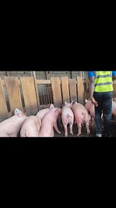 5.1K views · 91 reactions | Stop aux Petits Porcs !  Passez au Porc...