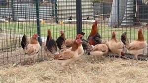 91K views · 4.4K reactions | Iron Creek on Reels | Facebook