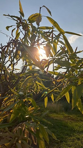 Mango sunset (through the mango leaves)! #sunset #nature #photography #sky #travel #photooftheday #landscape #love #sunsetphotography #naturephotography #ig #beach #sun #instagood #summer #sunrise #beautiful #sea #picoftheday #clouds #photo #travelphotography #sunsetlovers #sunsets #instagram #landscapephotography #art #naturelovers #photographer #sunsetlover | The CAT Diaries