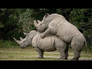 10 Most SHOCKING Animal Mating Rituals Ever Filmed
