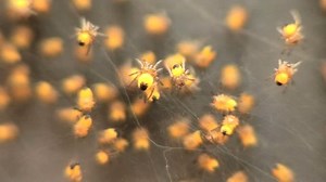 Spider Hatchlings，关闭新孵出的蜘蛛 库存影片视频（100% 免版税）198004 | Shutterstock