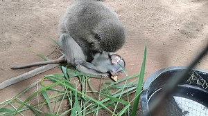 26K views · 2K reactions | Orphan baby monkeys need to be drinking properly before they leave with their mom, Apie was given a banana to distract her so Toni would hopefully go to the milk cage, but Toni preferred the banana | The Vervet Forest | Facebook