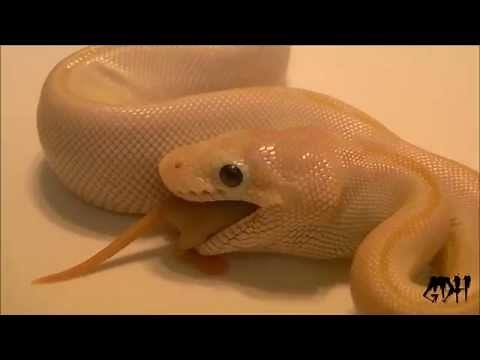 How To: Assist Feed Baby Ball Pythons