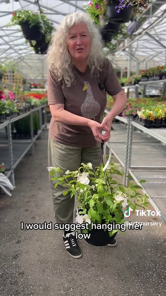 Freshly Restocked! Meet Hydrangea Fairytrail Bride — a showstopper with serious garden charm. This unique cascading hydrangea trails gracefully over containers, walls, and hanging baskets, creating a soft, tumbling display of white blooms from late spring into summer. It’s the first of its kind, combining the elegance of a lacecap with the versatility of a spiller. ✔️ Cascading form perfect for containers and vertical interest ✔️ Abundant white blooms with a delicate lacecap style ✔️ Thrives in 