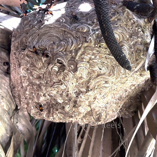 Giant Hornet Nest in Palm Tree | Asian Hornet Nest | Bees Reels