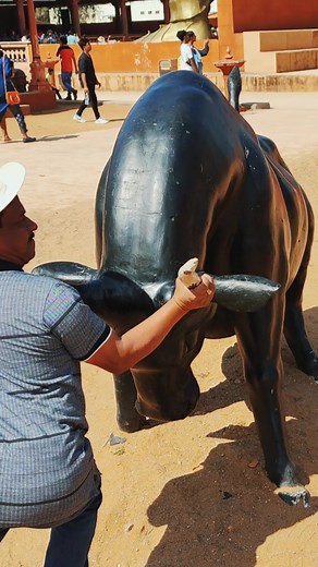 Bahubali bull fight #bahubaliset #travel #shorts | South Tube