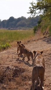 Every wildlife photographer’s dream 🦁📸 | Tanzania Inside and Safari