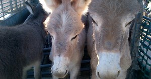 Wild Burro Roundup Remains Controversial