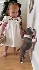 3.7M views · 62K reactions | This cute toddler is having such a funny time puppy! 藍 #doglover #toddlertalk #trending #funnytoddler #toddlertalks | Pet Companions | Facebook