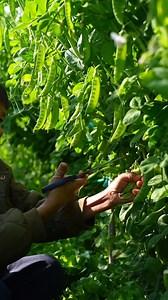French beans #KangzaiFarmers #immersive #picking #radish #rurallife #reels | KangzaiFarmers