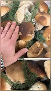 193K views · 1.6K reactions | 20.12.2025 Italia Boletus edulis...