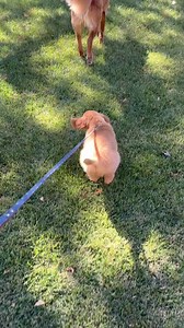 Dukes first walk!#goldenretriever #puppybrothers #BestFriends #fyp | George & Friends
