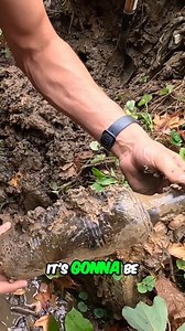 20K views · 431 reactions | 1930s Gibson’s Wine Bottle Embossed...