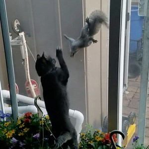 Me, when I see a squirrel: "SQUIRREL!" 😂 | AFV Classics