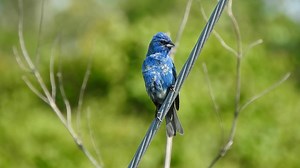 Good morning #Birds & #Nature! Indigo Bunting (Passerina cyanea) | BIRDS & Nature
