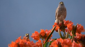 5.3K views · 1.1K reactions | Roadside hawk (Rupornis magnirostris) | BIRDS & Nature | Facebook