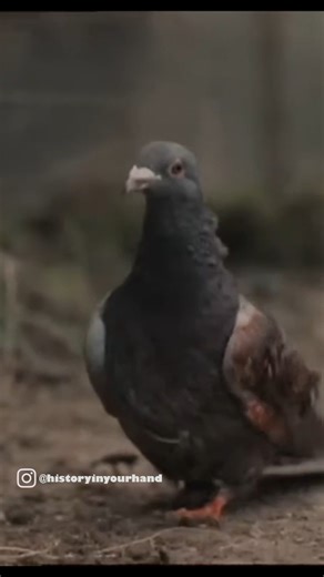 3.8K views · 127 reactions | The Lost Battalion, Cher Ami Real Location #lostbattalion #thegreatwar #77thdivision #cherami | History In Your Hand | Facebook