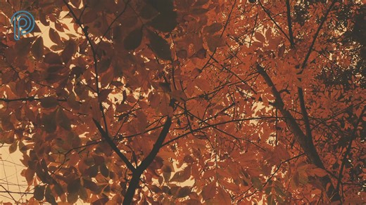 28 reactions | Choose gratitude today! Happy Thanksgiving POWER PEOPLE! We are grateful for you! God is great!  | Power Church | Facebook