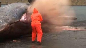 Video: Wal explodiert bei Untersuchung