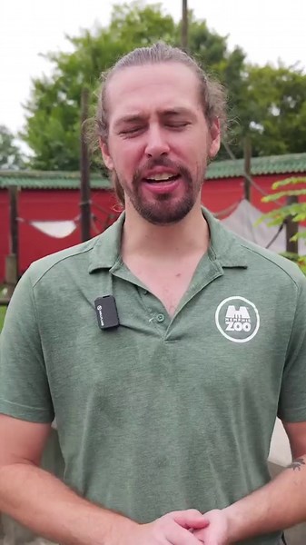 You may have noticed the red panda Cub Cam is no longer live. We have the answer to why! Please note while the cubs have access to come out and say hi, it may be a little while longer until they do! #redpanda #redpandas #cubs #babyanimals #animals #love #behindthescenes #memphiszoo | Memphis Zoo