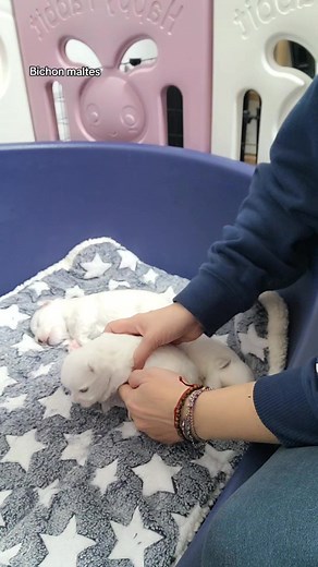 Hay algo mágico en un cachorro de bichón maltés… 🌸 Ese olor a vida nueva, a bebé, que te envuelve el alma. Su pelito suave, sus patitas torpes, su forma de mirarte como si fueras todo su mundo. 🐶✨ No hay perfume más dulce ni sensación más pura que tener un cachorrito así en tus brazos. 💖 El amor más pequeño, pero el más grande del mundo. 🐾💫 #puppies #dogs #puppy #fblifestyle #maltese | Les Anges de Fifi
