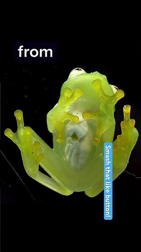 This Frog Is Completely See-Through 😳🐸 | Glass Frog Facts