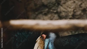 Yellow Billed Hornbill Great hornbill, Great indian hornbill, Great pied hornbill, Hornbill, selective focus