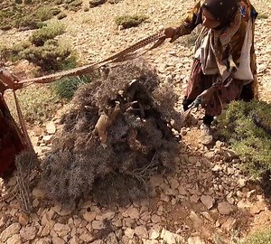 1.8K views · 98 reactions | Gathering firewood by Women_ the village And nomadic lifestyle of Iran | Village Cooking | Facebook