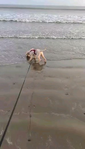 47 reactions · 3 comments | Benji (aka Pepe)  Benji also has plenty to look forward to in 2024  From being tied to our gate a few months back, the only reason Benji is tied now is when on his lead out with his amazing family . We will have more on Benji in the coming weeks .. for now - this video clip says it all xxx #rescuedogsrock #makeadogsday | Dundalk Dog Rescue | Facebook