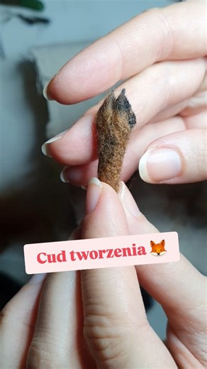 Cud tworzenia 🦊 #zrobtosam #lisek #lis #foxy #needlefeltedfox #foxlife #zlasu #knitting #crafttherapy #foxbrooch #broszka #dzikiezwierzęta #lisolubni #wełna #kochamlisy #buylesschoosewell #foxesofinstagram #woolart #fox #foxes #filcowanie #foxlove #artmagazine #foxinstagram #babyfox #leśnezwierzęta #rudy #ozdoba | Fiber fury - Needle felted figurines