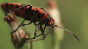 Gros plan sur un insecte, macro-insecte, : vidéo de stock (100 % libre de droit) 3939965493 | Shutterstock