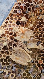 2.8K views · 26 reactions | Queen cell broken  | Phary BeeKeeper | Facebook