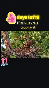 #t3 #trempealeau #trempealeaueagles #fledgling #eaglenest #livecam #eaglets #baldeagle | Let's get REEL with Leigh Ann
