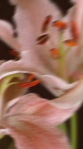 2.7K views · 80 reactions | Maggie Rose on Reels | Facebook