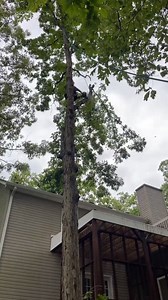 Doing a little roping this morning. | L & M & Them Tree Service