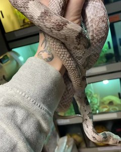 So inquisitive!! Grey rat snake Cb19 Male Pixie 🖤 | Snakes 'N' Adders