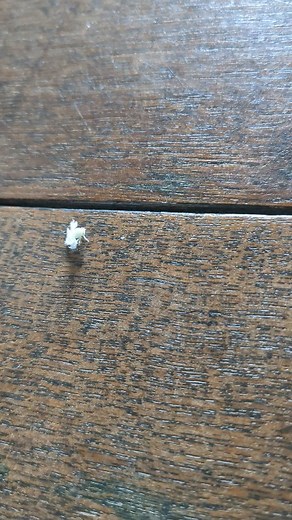 神戸新聞におおしらほしはごろも幼虫の撮影成功と書かれてたので動画を見てください。 大量に我が家の庭に発生してます。 #オオシラホシハゴロモ | Namiko Saito