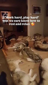 3.6K views · 699 reactions | "Work hard, play hard" but we sure know how to rest and relax 殺 | goHusky | Facebook
