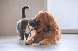 Five Things That Cats And Dogs Have In Common - Cuteness