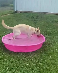 Miss Autumn loves having a pool all to herself! #dogpoolparty #dogpool #dogplaytime #masondixonk9 #mdk9boarding #mdk9training #localdogtrainer #mdk9 | Mason Dixon K9